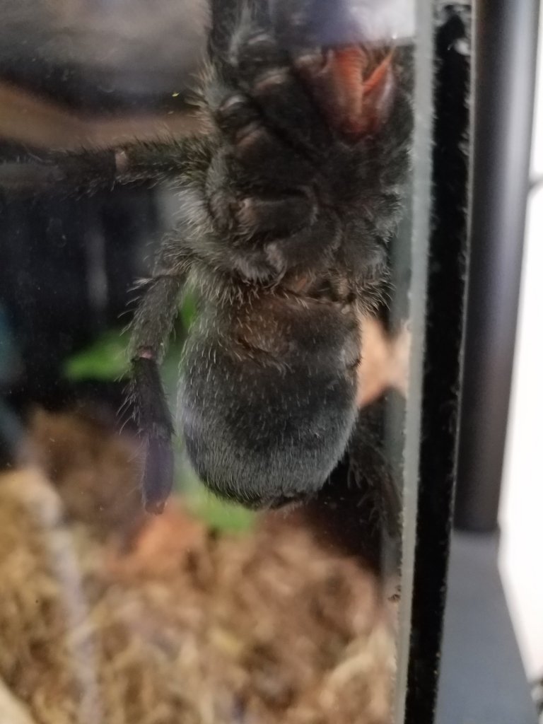 3.5" G. pulchra