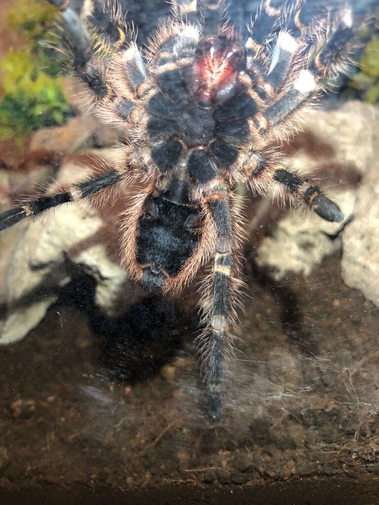 3.5" Grammostola Pulchripes (Ventral Sexing)