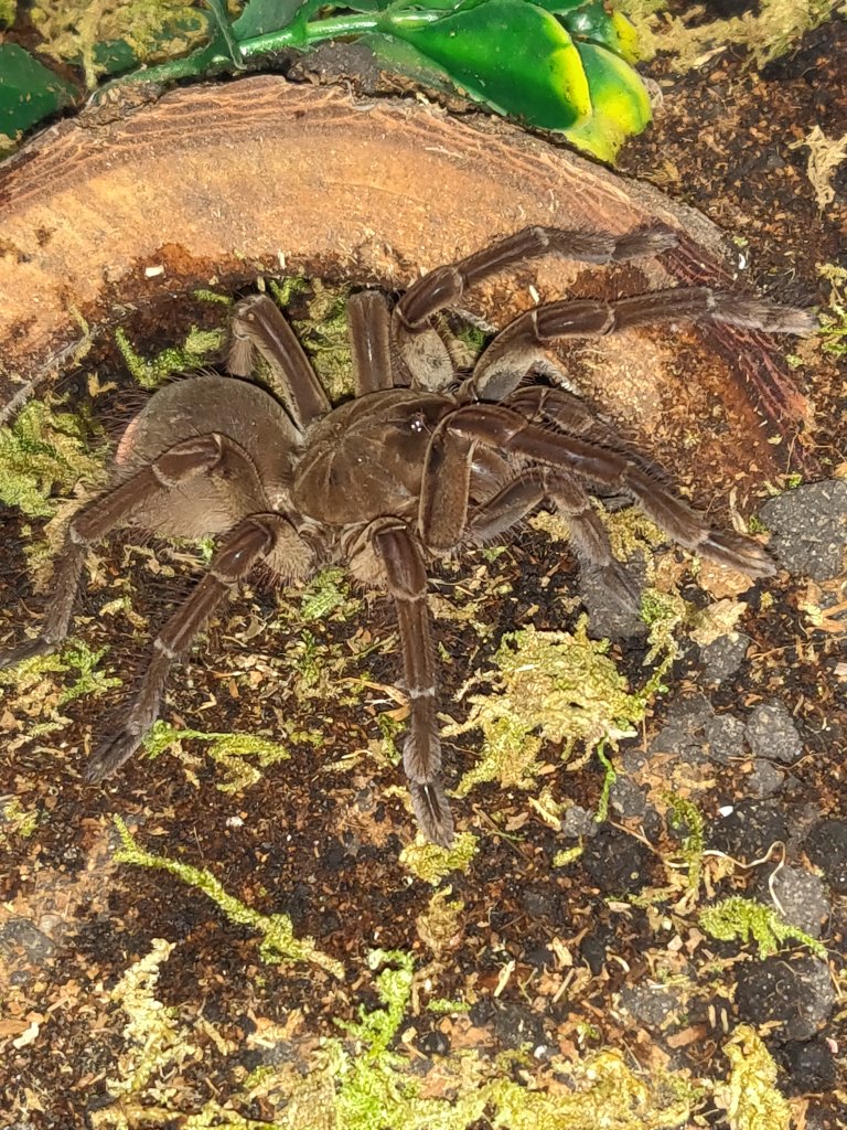 3.5 inch Cb T. Stirmi