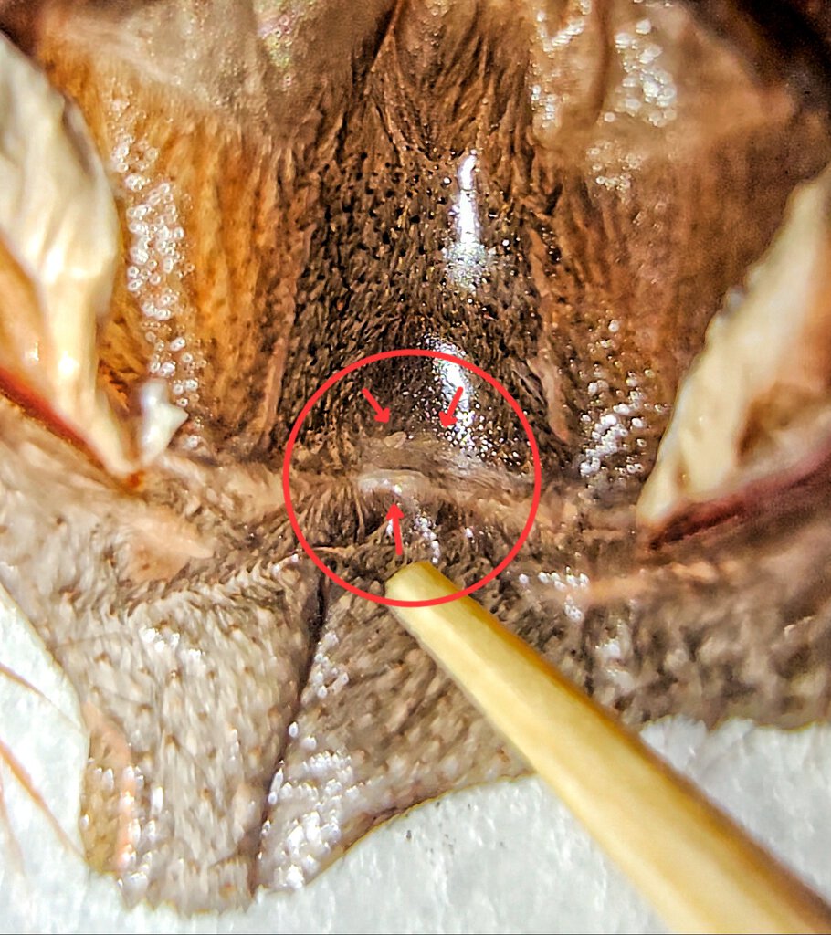 3.5 inch G pulchripes, can't tell if male or female.
