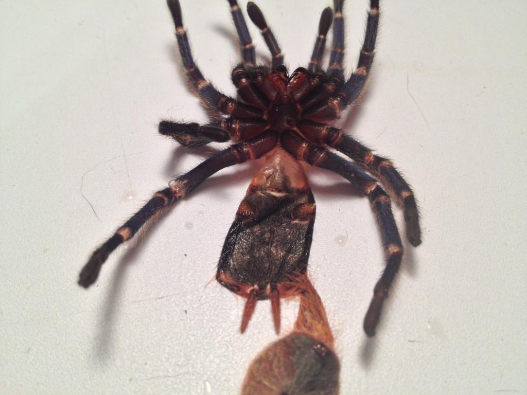 3.5 inch gbb