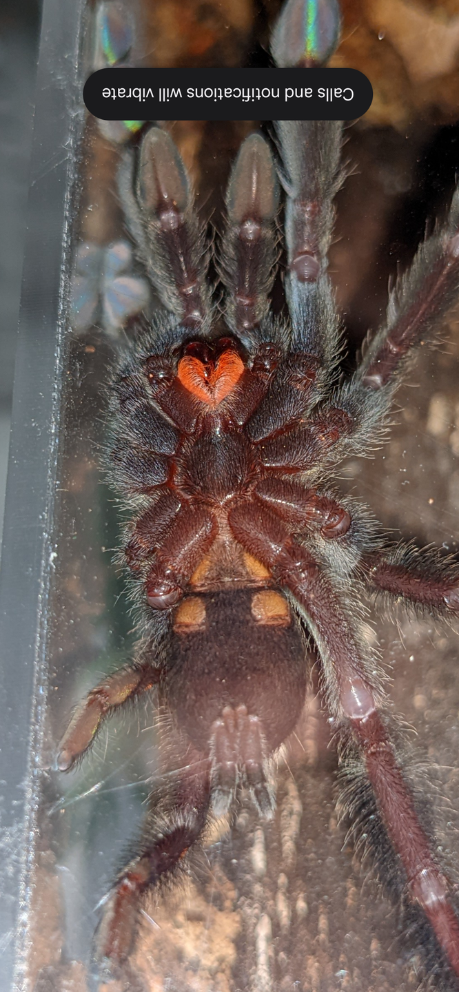 3.5" P. irminia M or F?