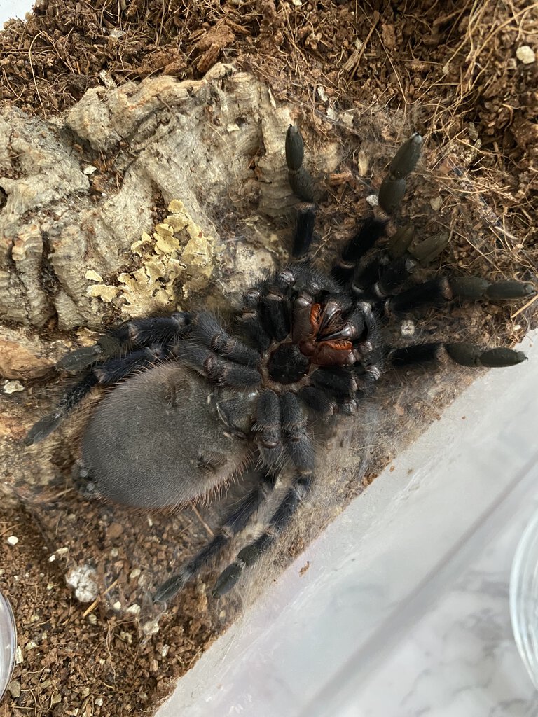 3.5" Pterinopelma sazimai [ventral sexing]