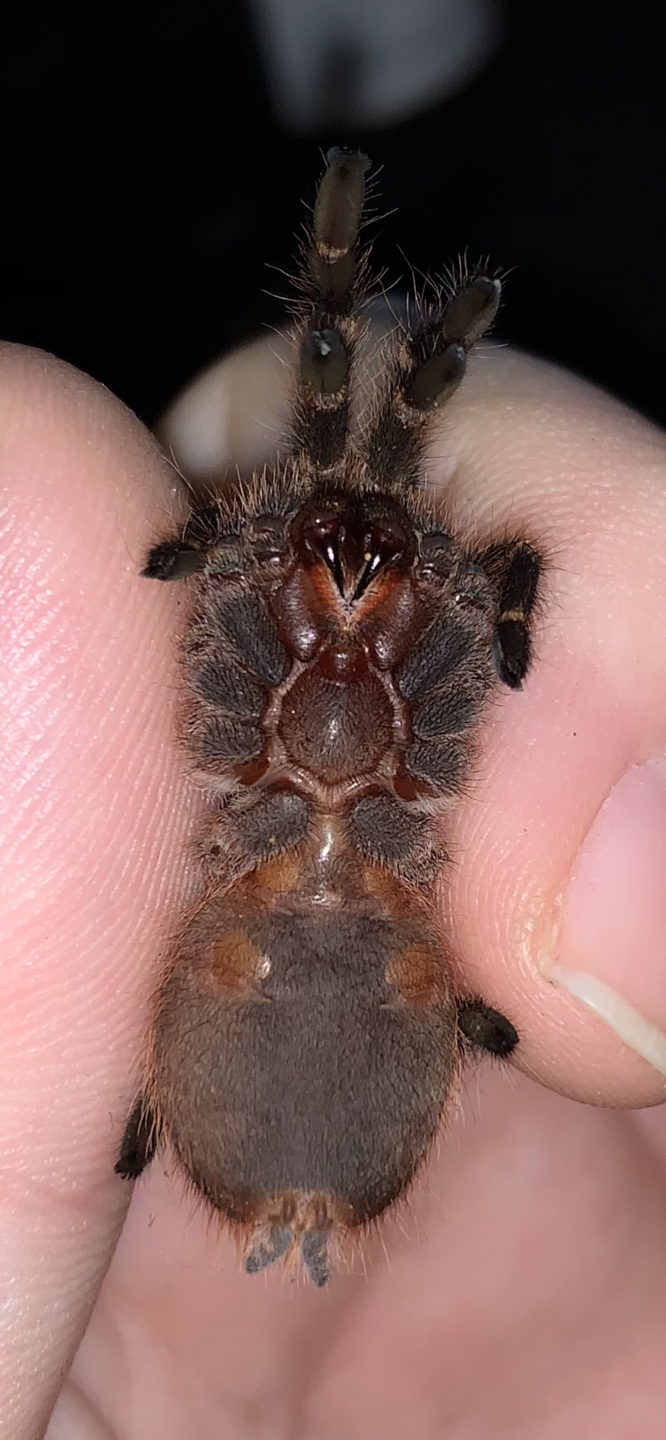 3.5in. G. puchripes sling, need help sexing