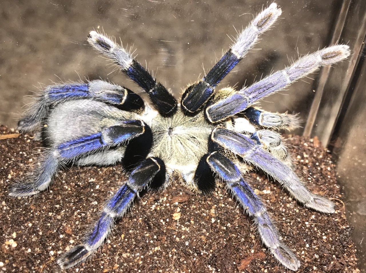 baby cobalt blue tarantula