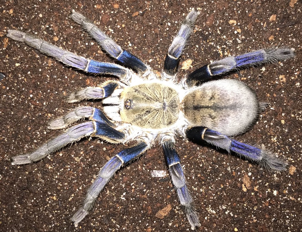 3.75”-4.25” Female Cyriopagopus lividus (Cobalt Blue Tarantula)