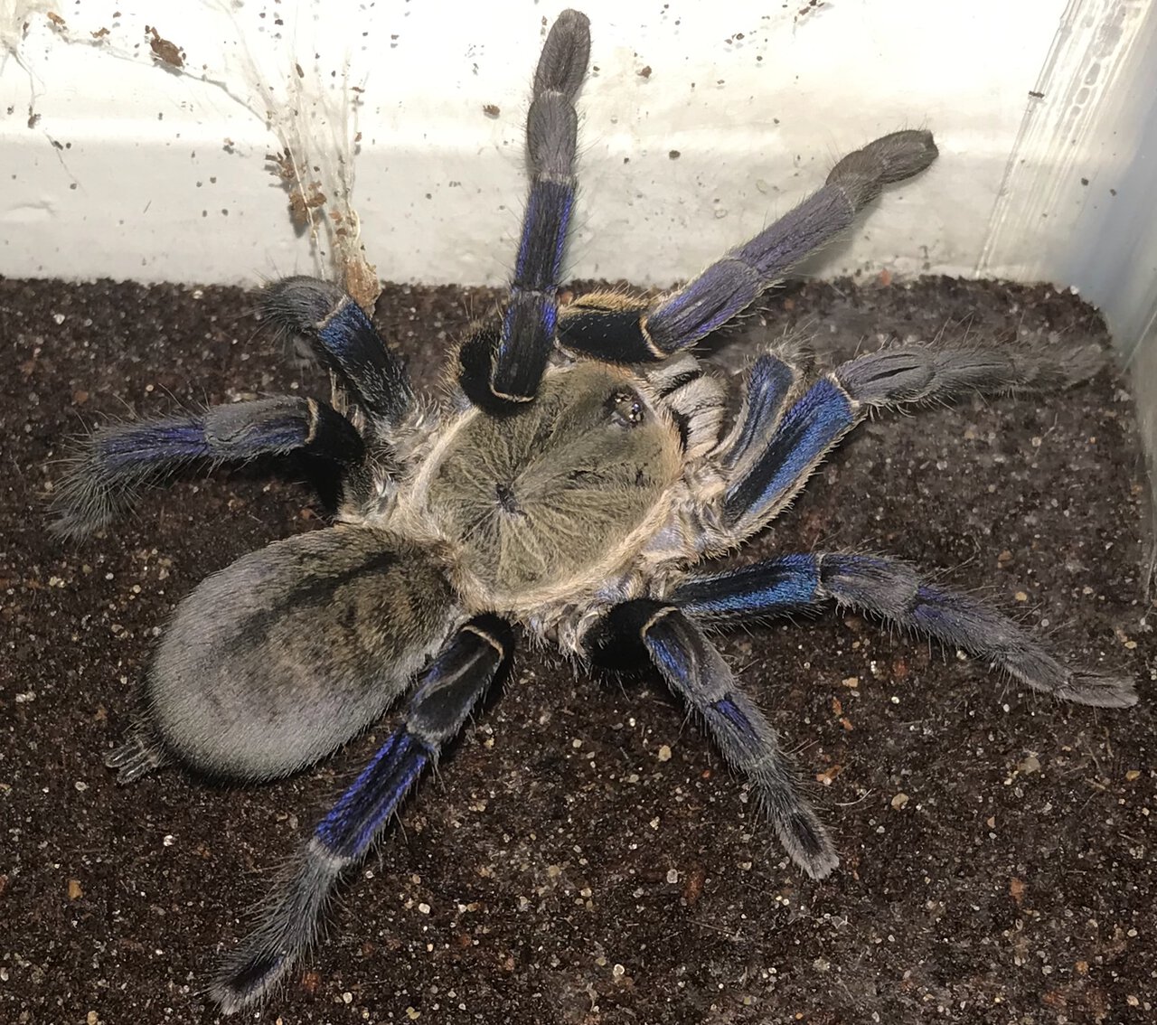 3.75”-4.25” Female Cyriopagopus lividus (Cobalt Blue Tarantula)