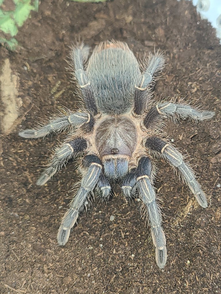 3"A. Seemanni juvie female