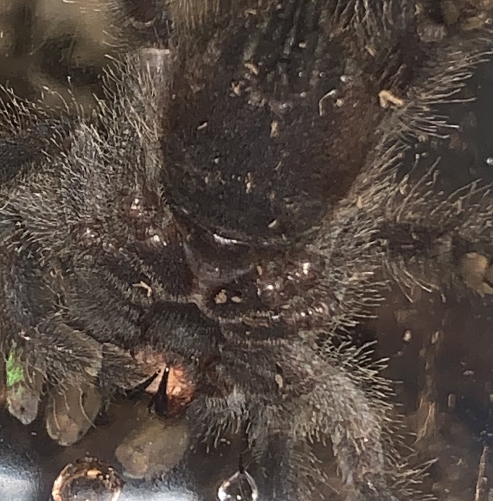 3" Avicularia avicularia [ventral sexing]