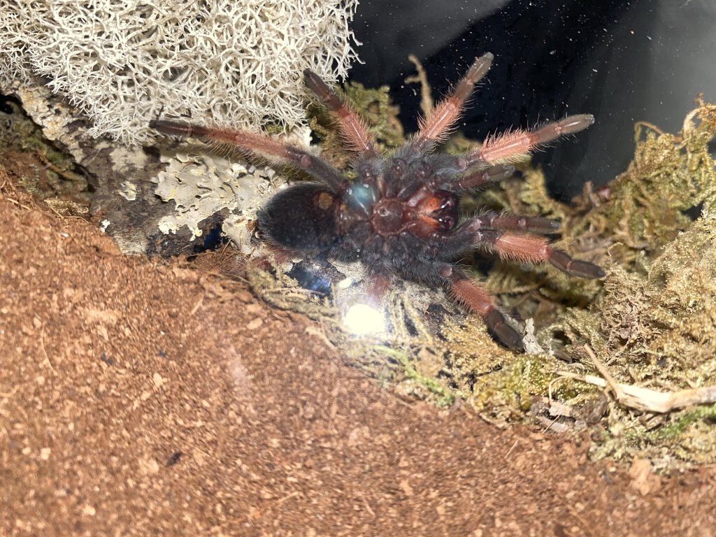 3" Brachypelma emilia [ventral sexing] [2/3]