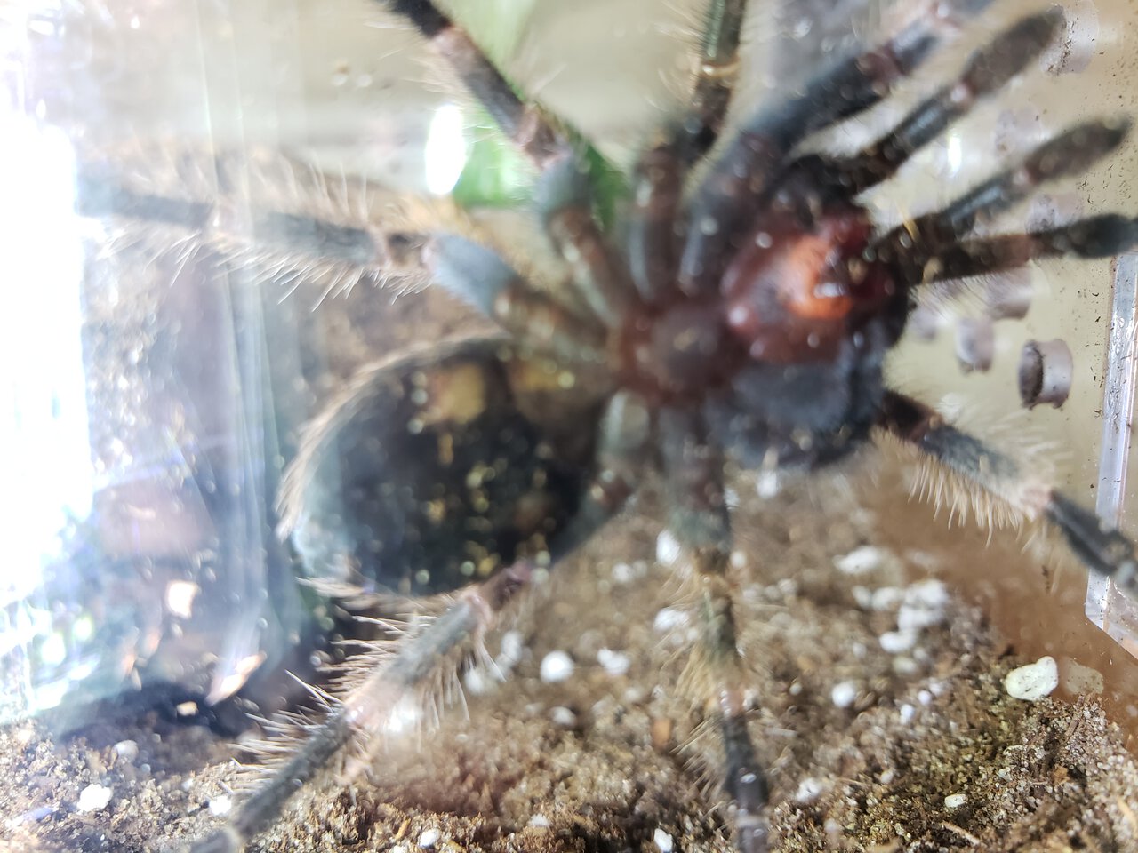 3" Brachypelma hamorii [ventral sexing] [1/3]