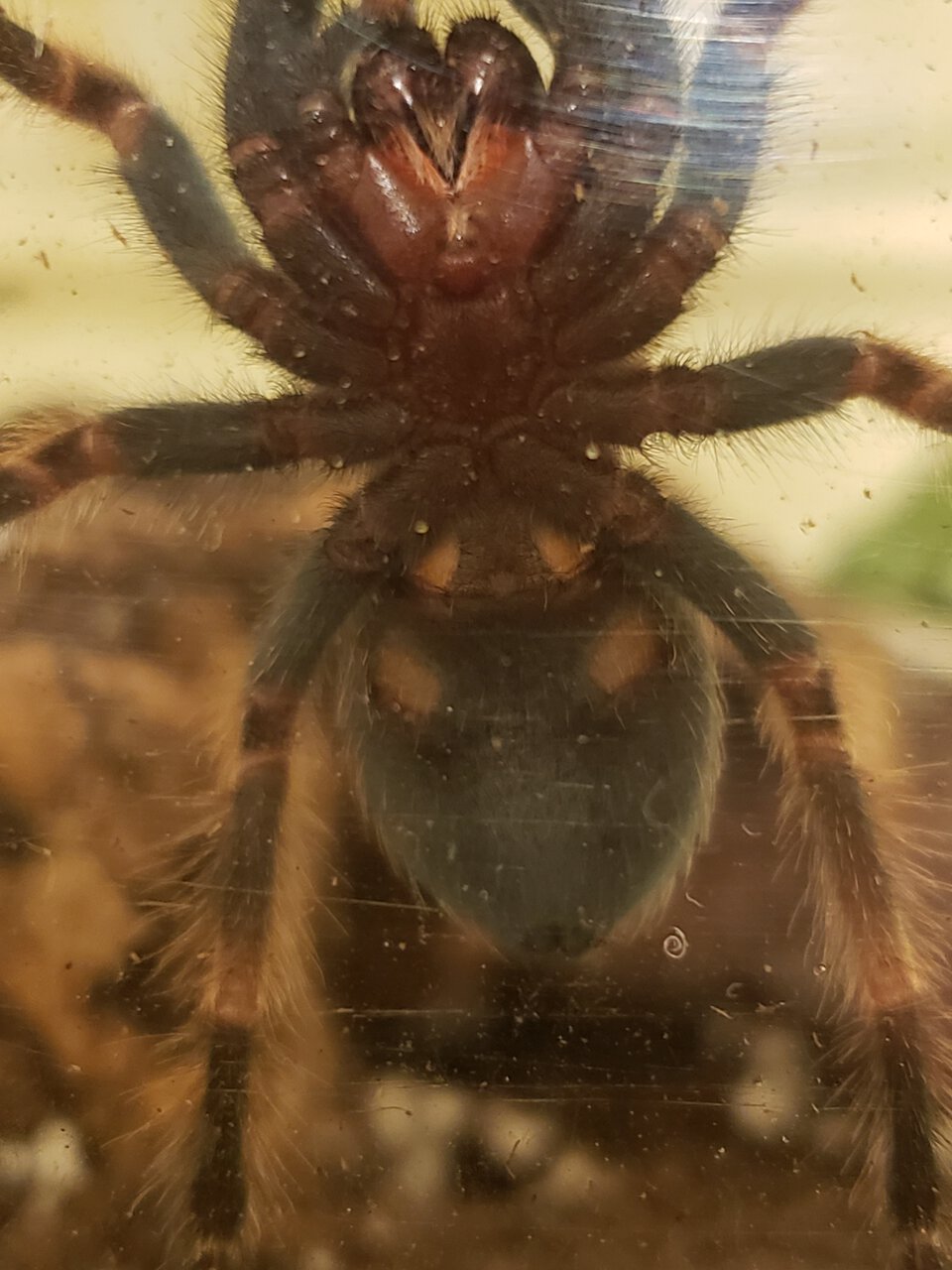 3" Brachypelma hamorii [ventral sexing]