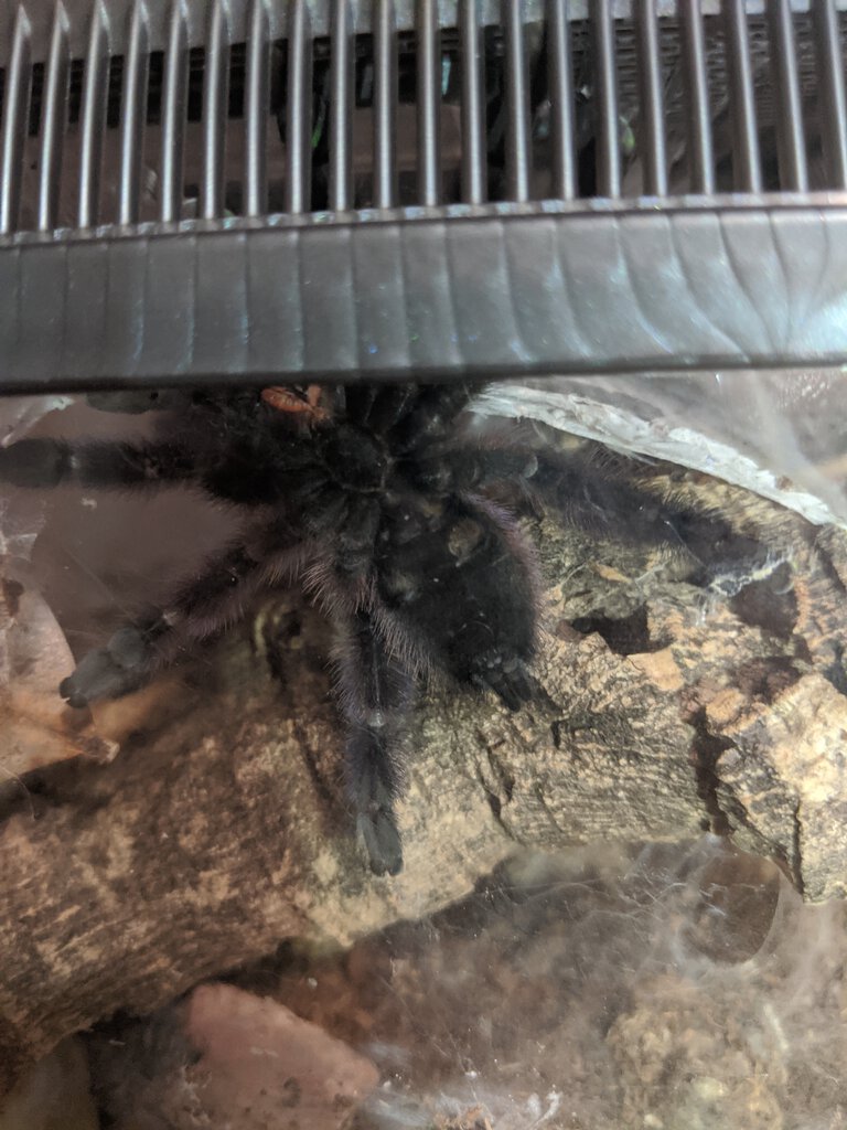 3" Caribena versicolor [ventral sexing] [2/3]