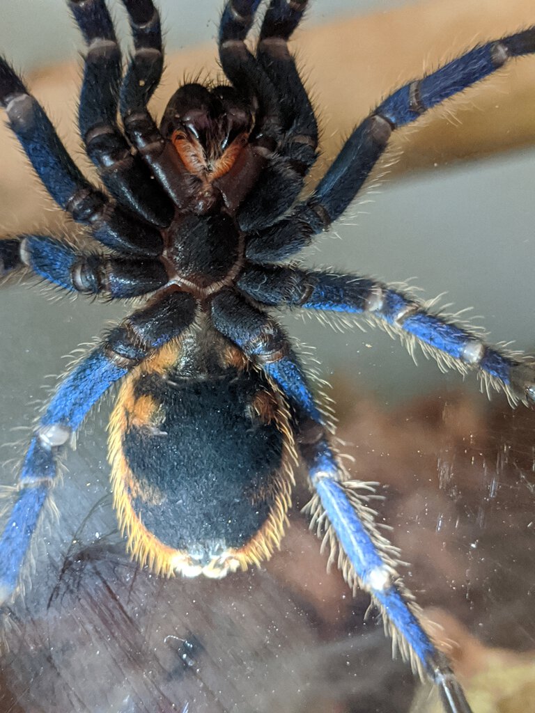 3" Chromatopelma cyaneopubescens (Greenbottle Blue)