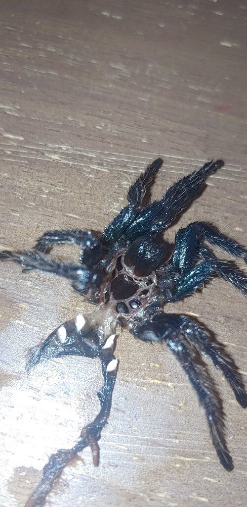 3" Chromatopelma cyaneopubescens [molt sexing] [1/2]