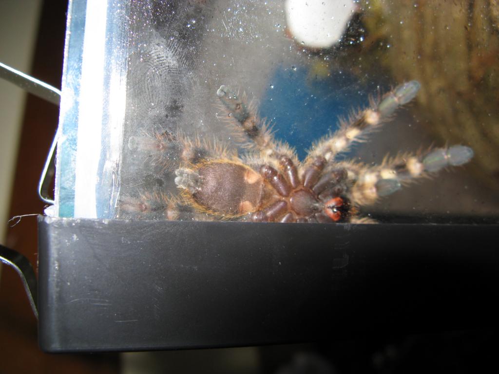 3"dls P. regalis