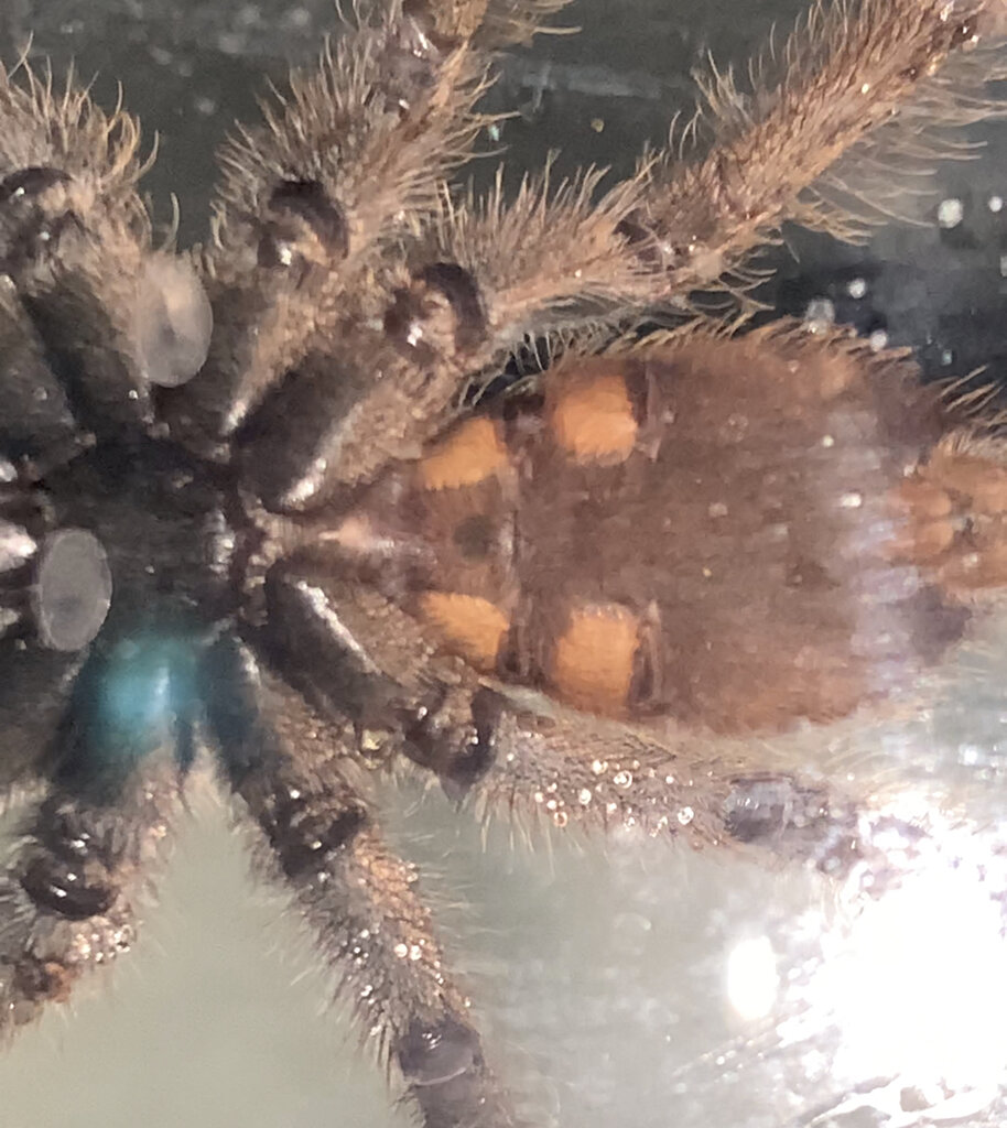 3" Ephebopus murinus