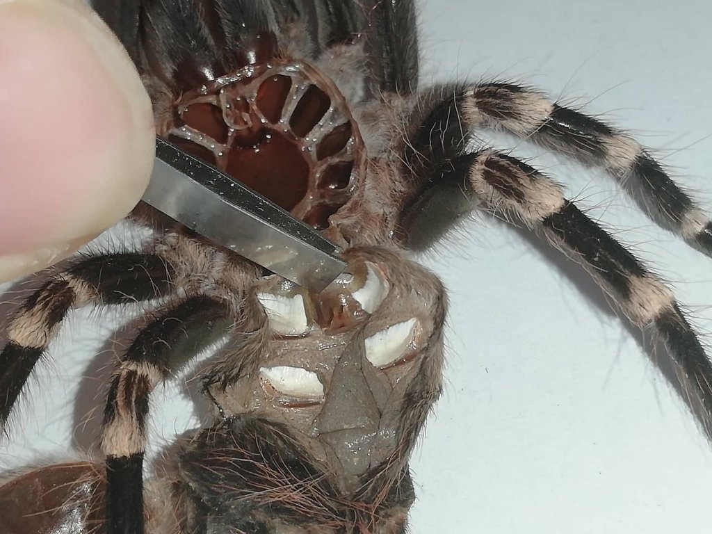 3" Female Acanthoscurria geniculata [molt sexing]