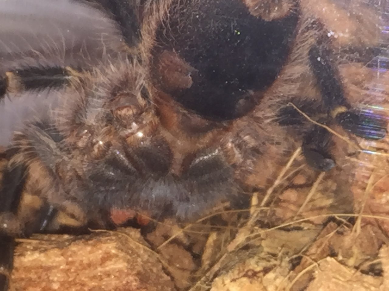 3" G. pulchripes