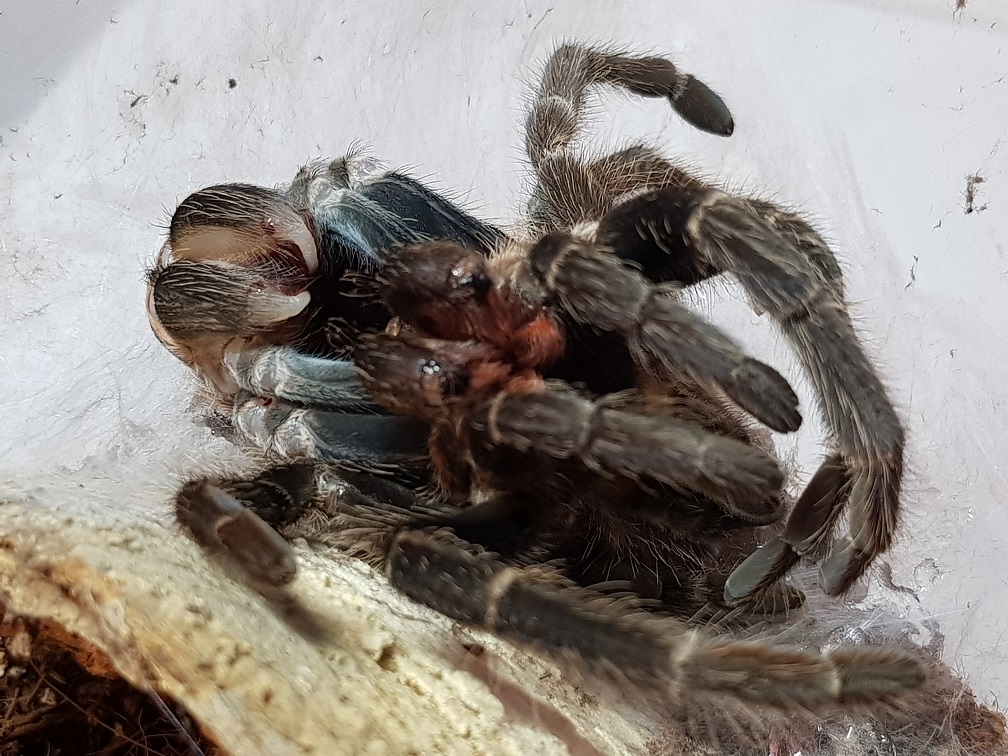 3" giant is growing with each molt.