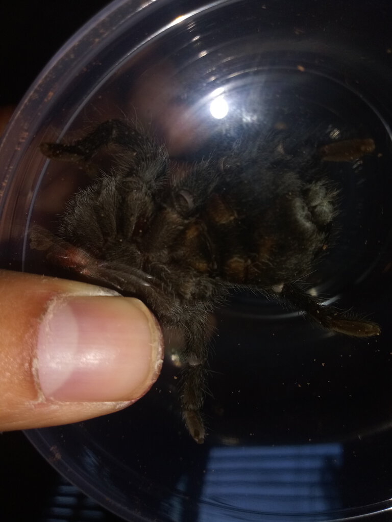 3" Grammostola pulchra [ventral sexing] [1/3]