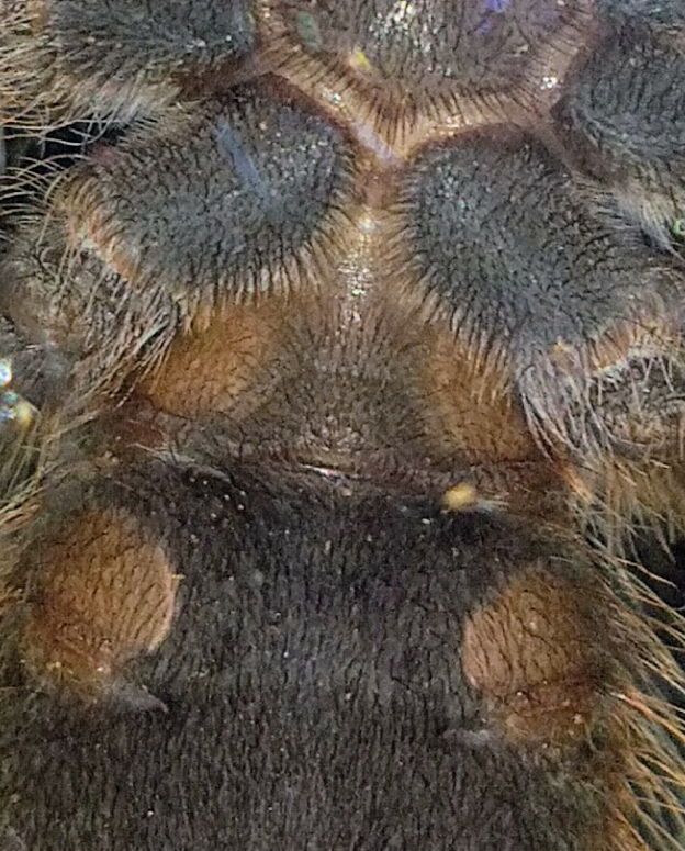 3" Grammostola Pulchripes