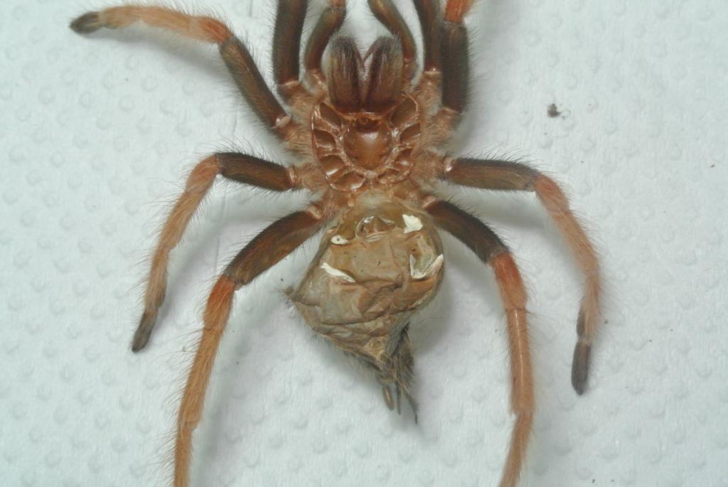 3 in B. boehmei