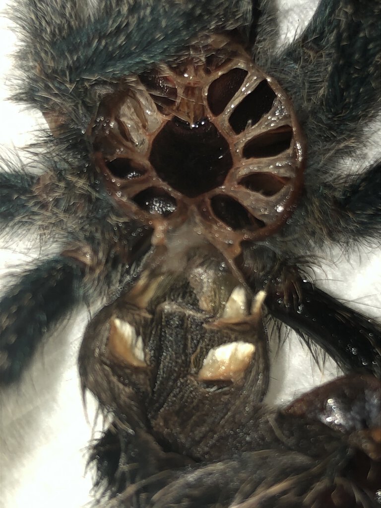 3 inch Avicularia metallica