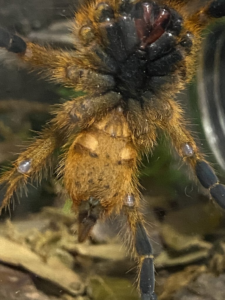 3+ inch OBT