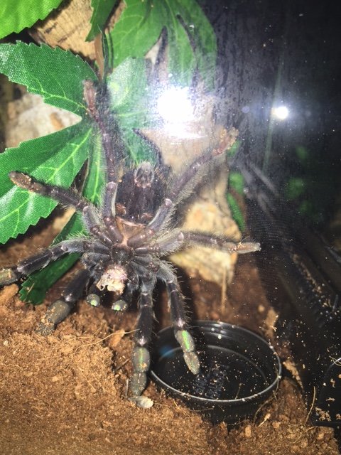 3 inch P. Irminia MorF Angle 1