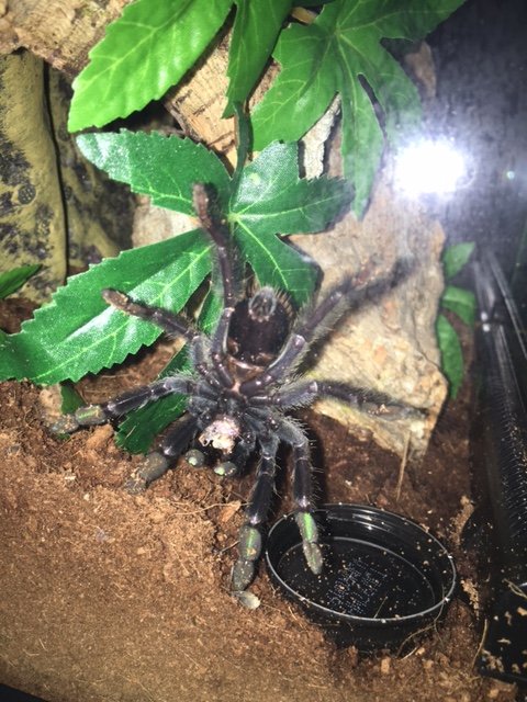 3 inch P. Irminia MorF Angle 2