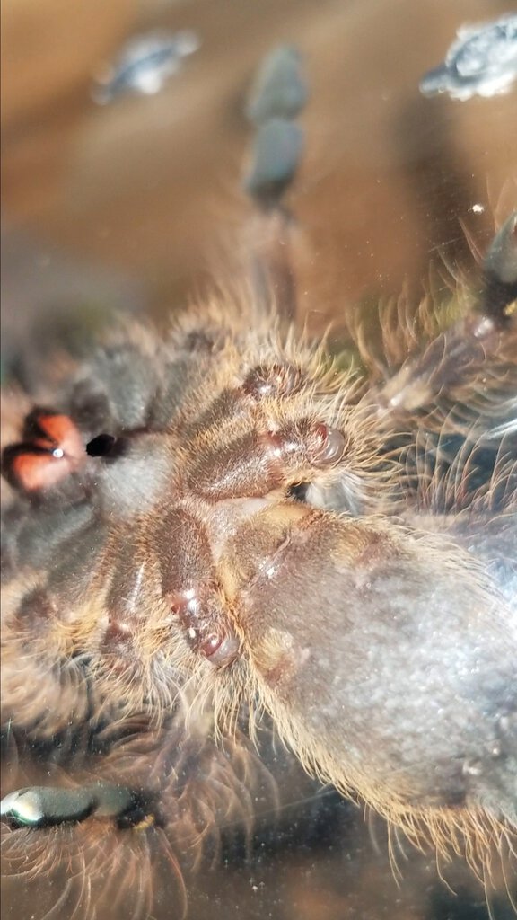 3 inch p subfusca ventral sexing