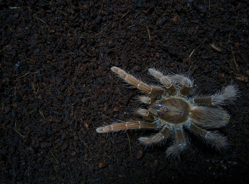 3 inch Pelinobius Muticus,suspect male(?!)