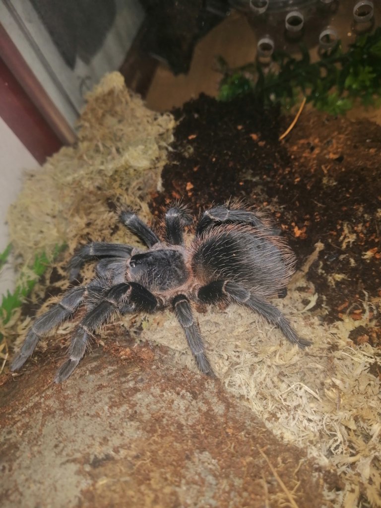 3" Lasiodora striatipes