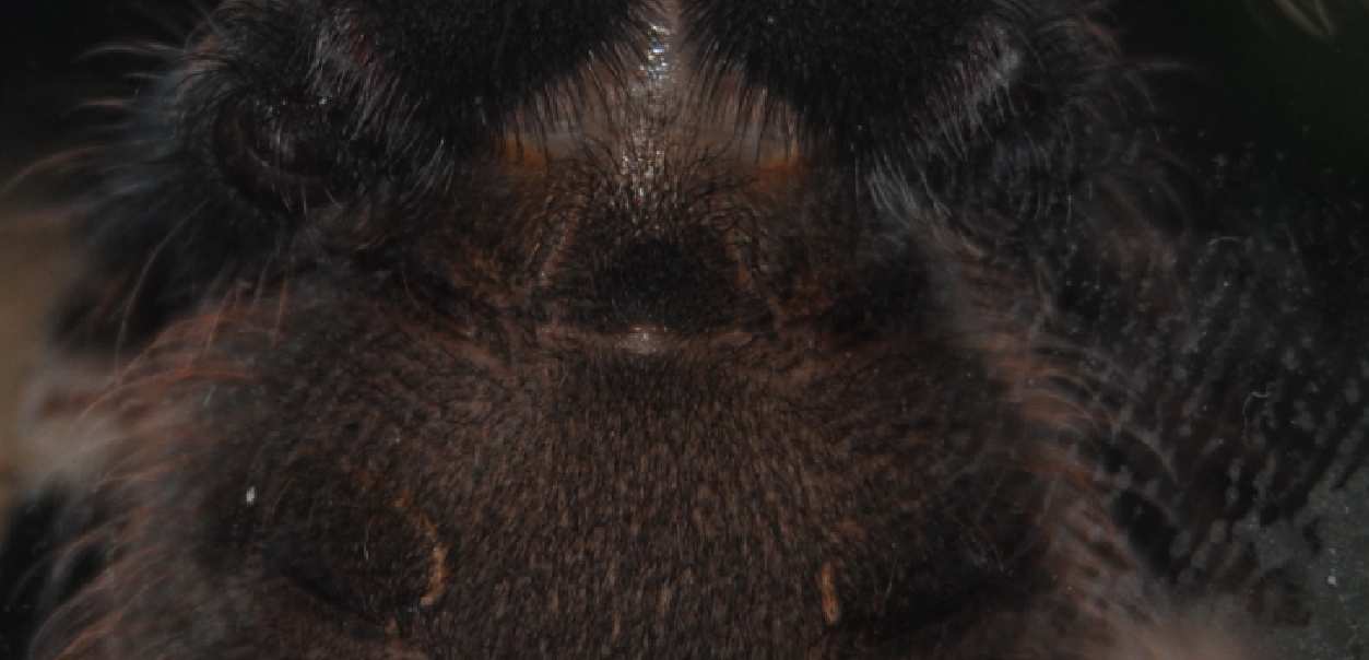 3" N. chromatus close up