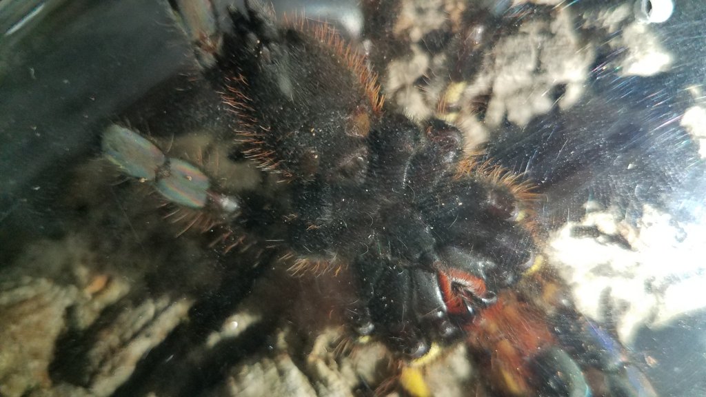 3" Poecilotheria ornata [ventral sexing]