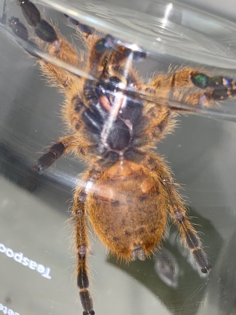 3" Pterinochilus murinus [ventral sexing]