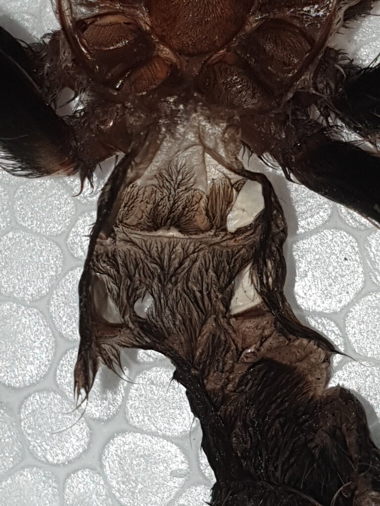 3" Tliltocatl albopilosus [molt sexing]