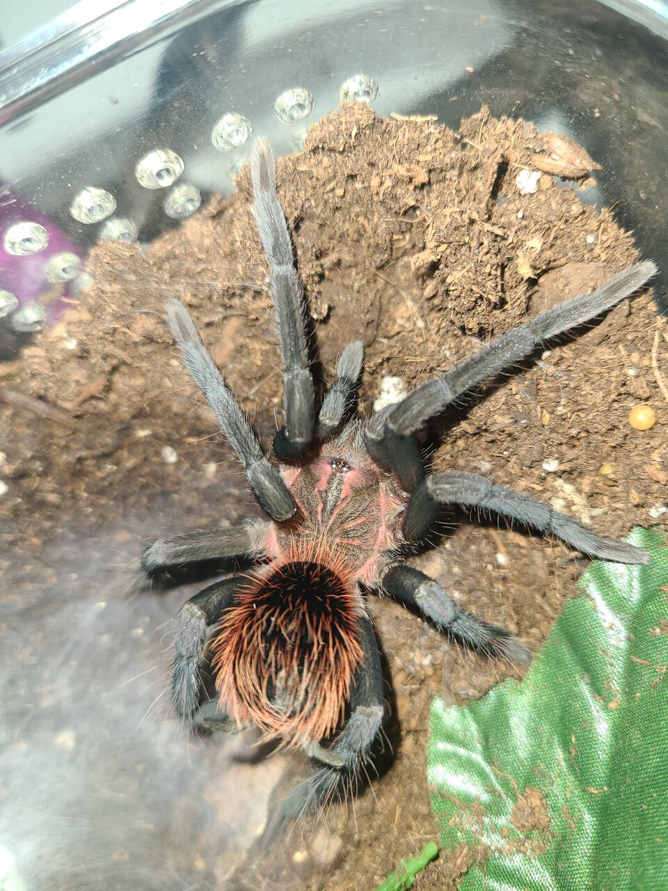 3" X. Immanis juvie