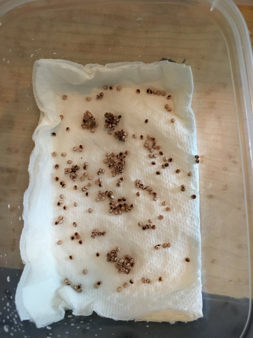 ~309 Polyphemus eggs