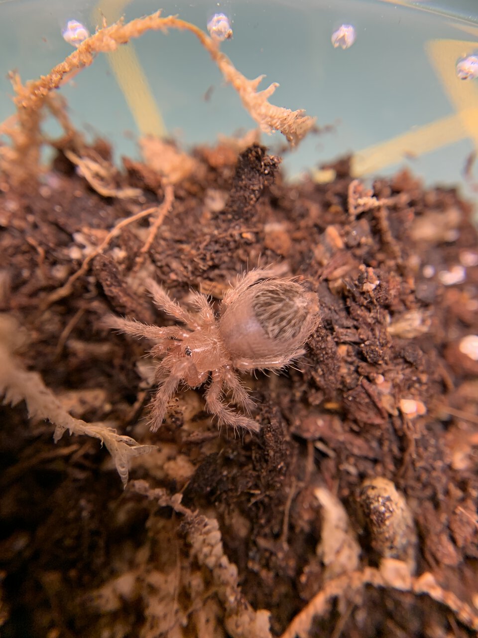 3i Acanthoscurria geniculata spiderling