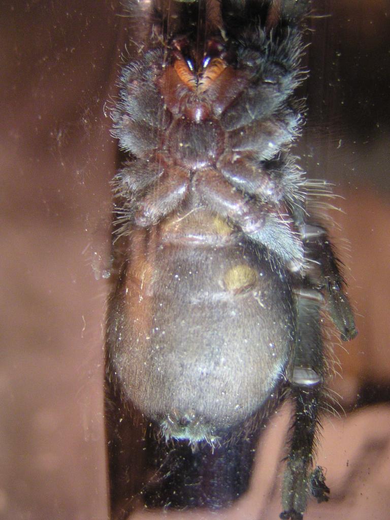 3rd G. pulchra