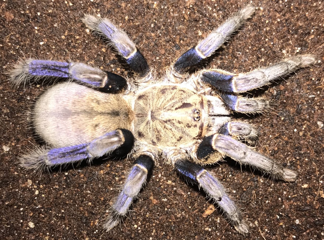 3” 35” Female Cyriopagopus Lividus Cobalt Blue Tarantula Arachnoboards 1657