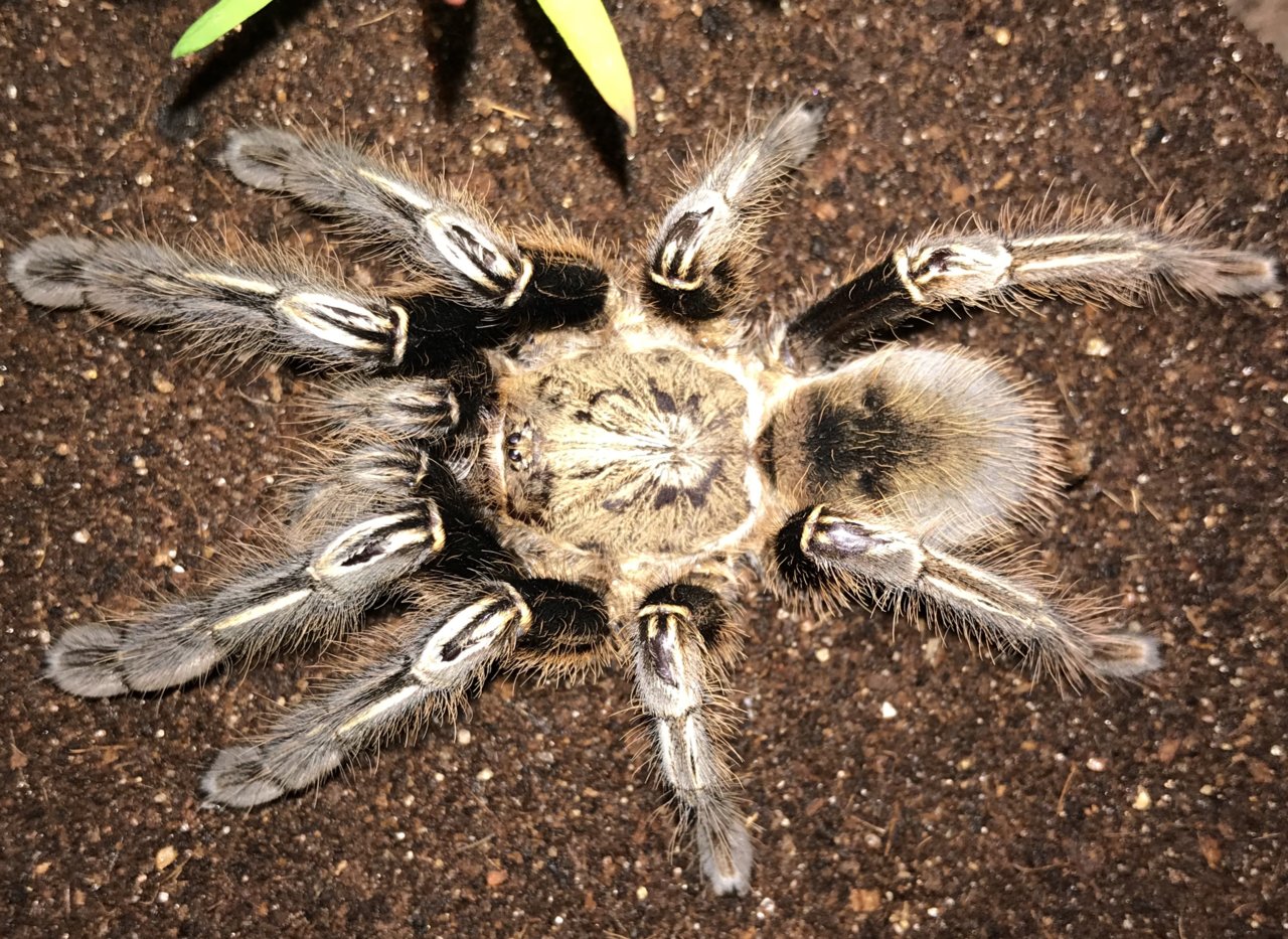 4”-4.5” Suspect Female Ephebopus murinus