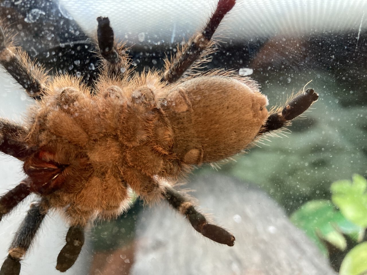 ~4” Aphonopelma seemani