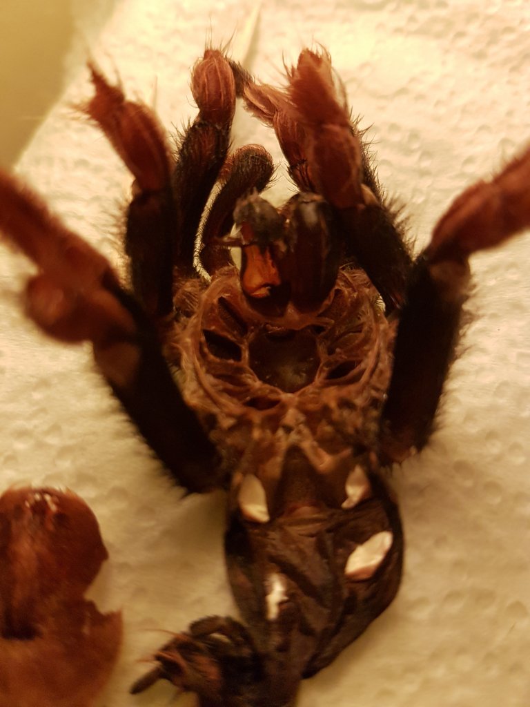 4 1/2" Brachypelma boehmei [molt sexing]