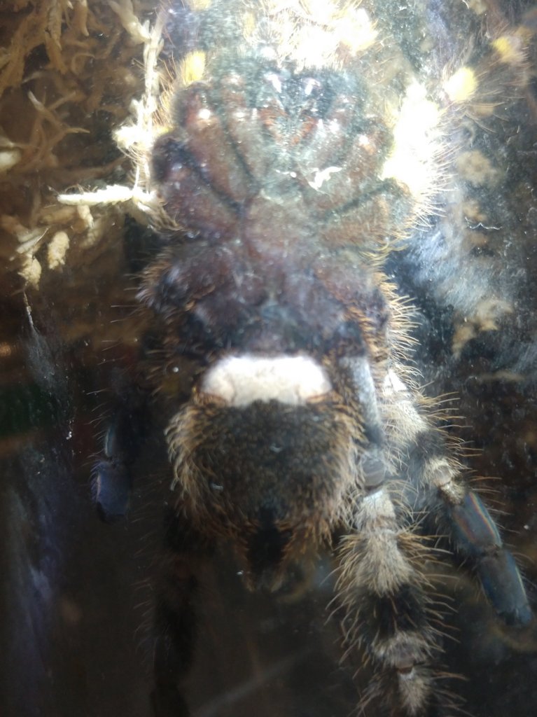 4 1/2" P regalis m/f? Pic 2