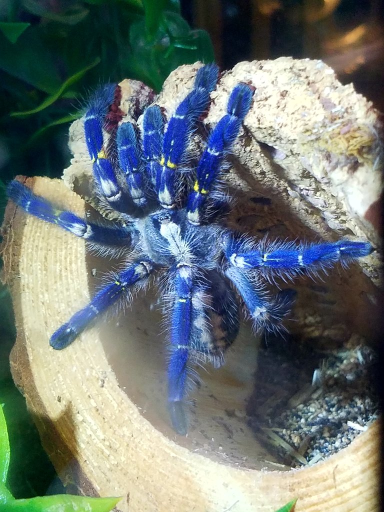 4.25" Female P. metallica