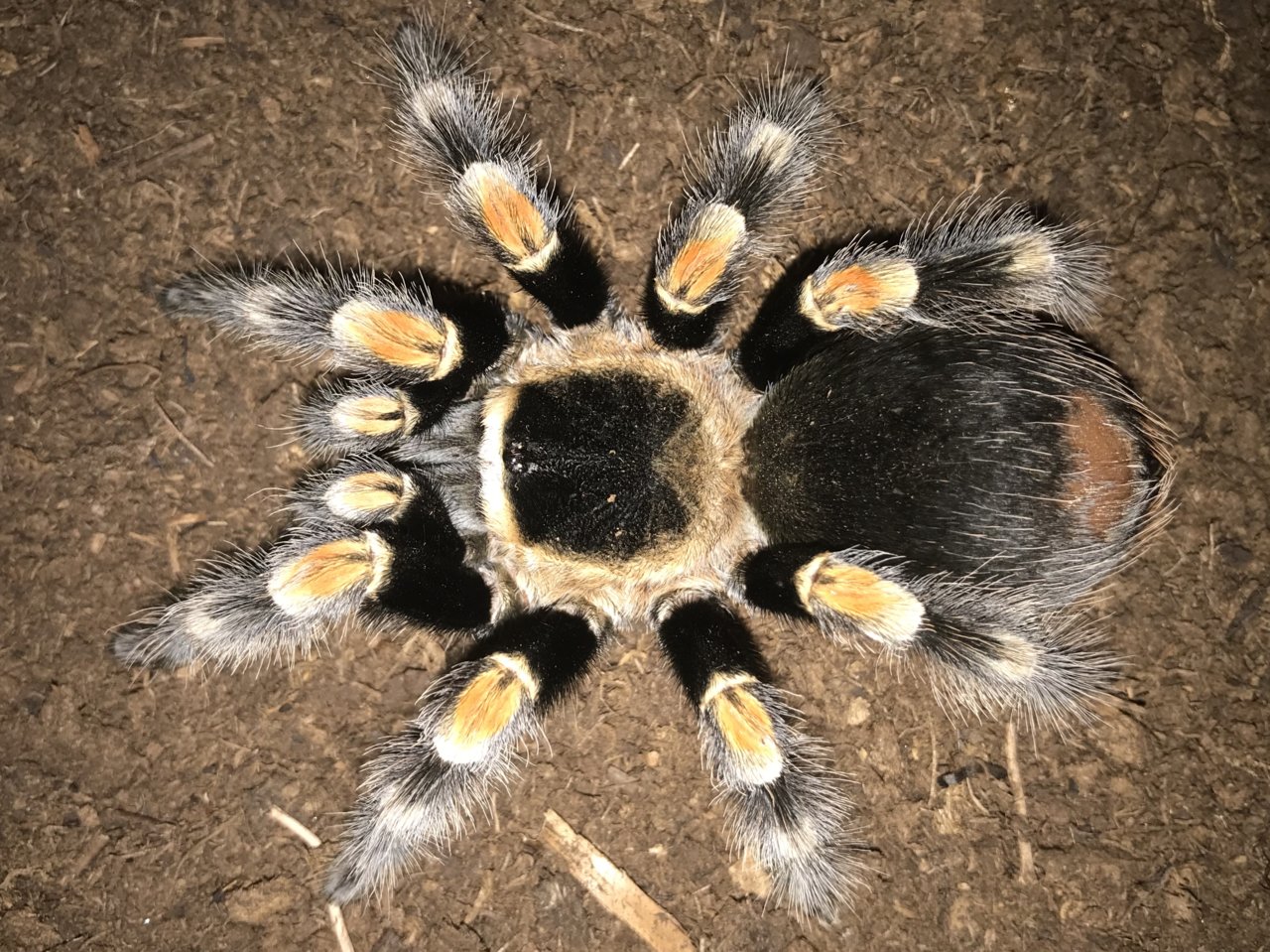 4.5”-5” Female Brachypelma hamorii