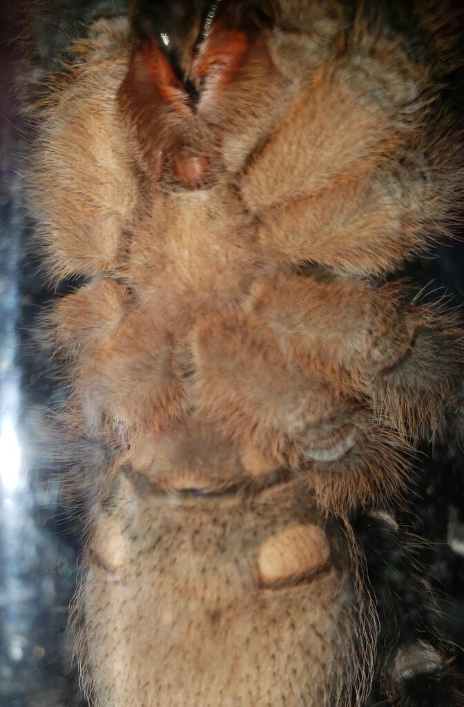 4-5" Aphonopelma seemanni [ventral sexing]